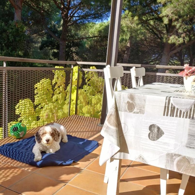 Sa Boadella Beach, - Costa Brava Appartement