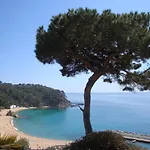 Palmera