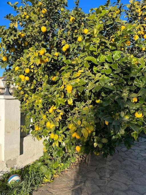 Casa Felic Сasa de vacaciones