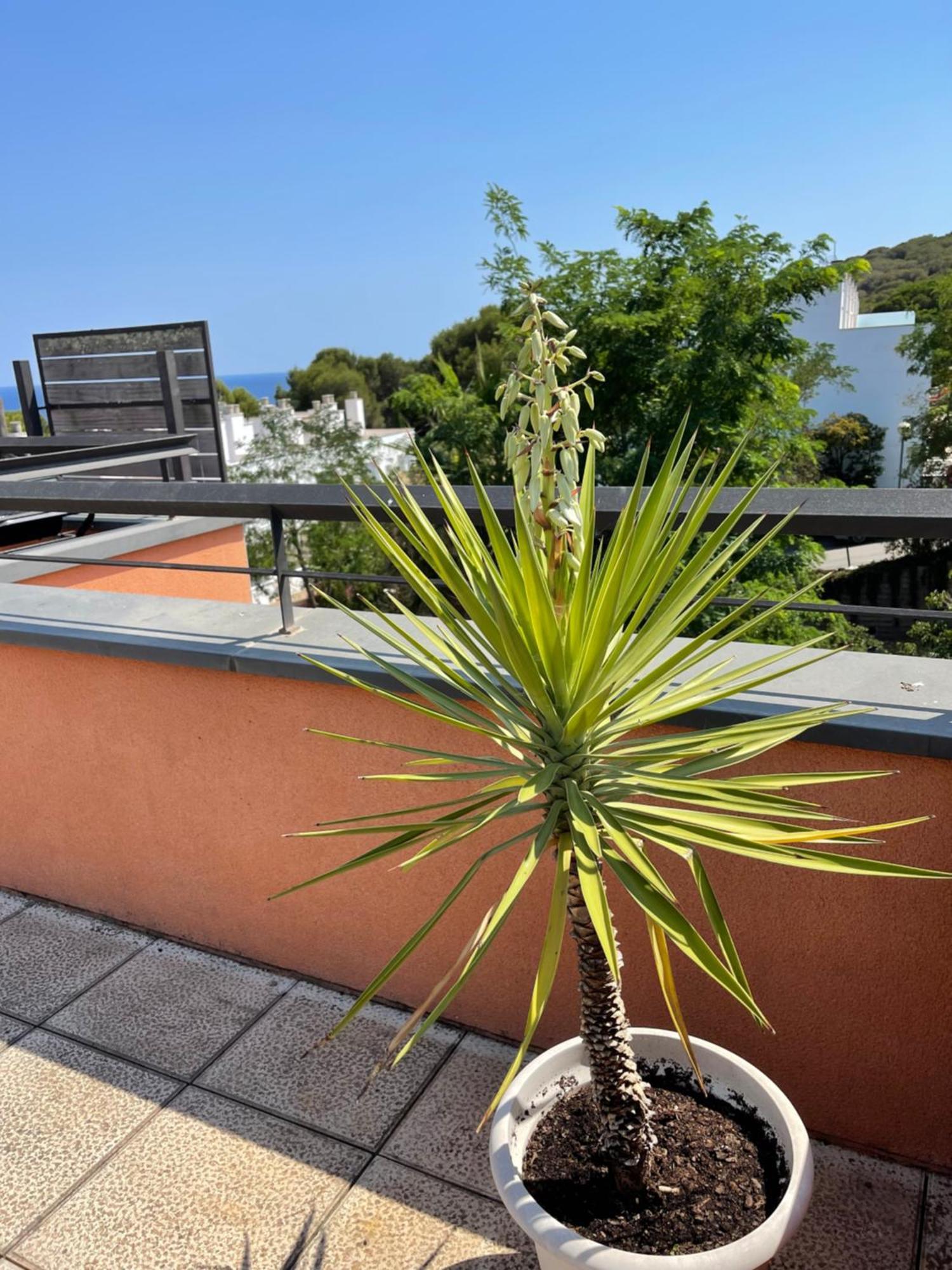 Sunny Sa Boadella Big Solarium Sea View Apartment Lloret de Mar